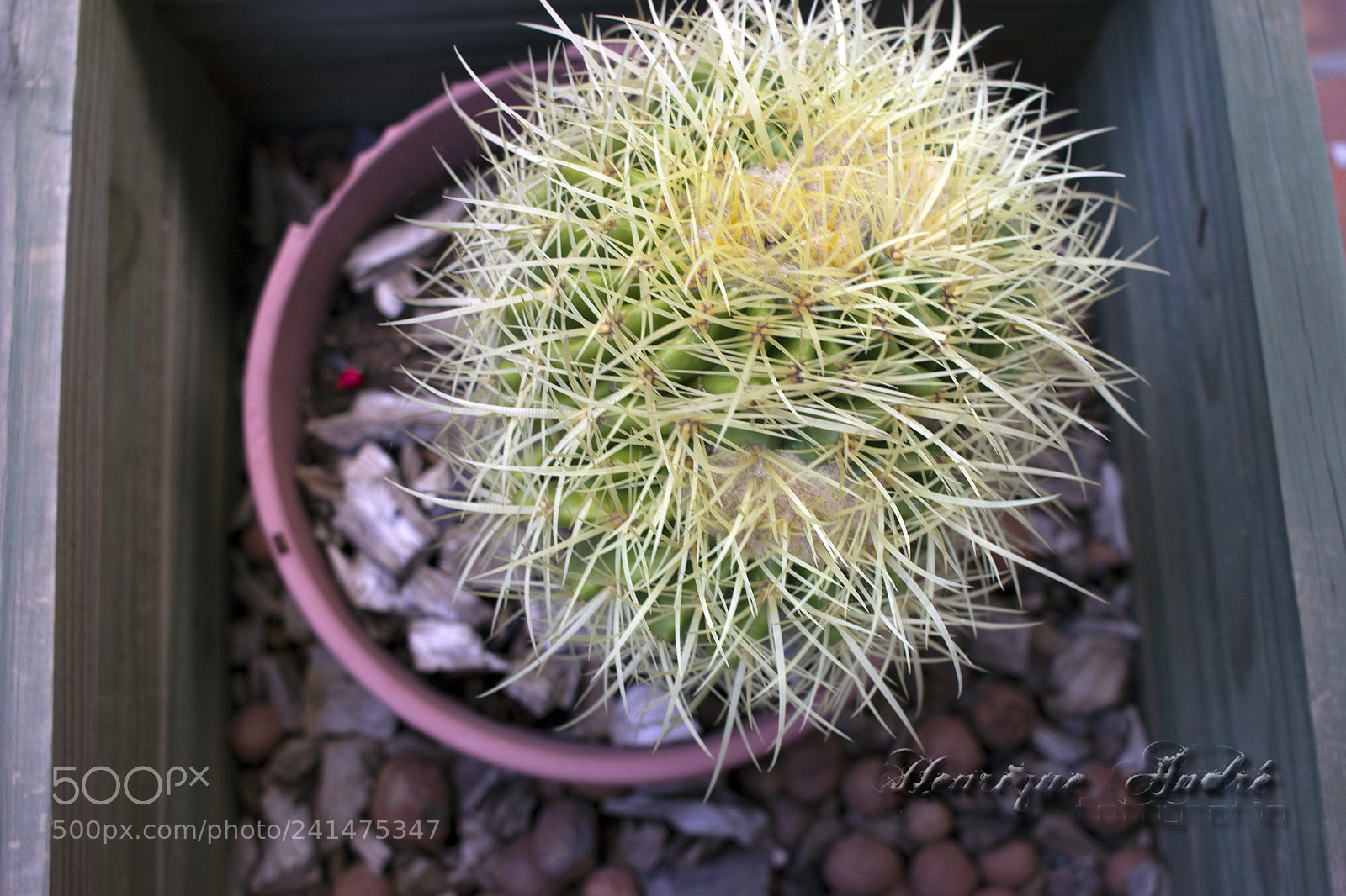 Canon EOS 600D (Rebel EOS T3i / EOS Kiss X5) sample photo. Flores photography