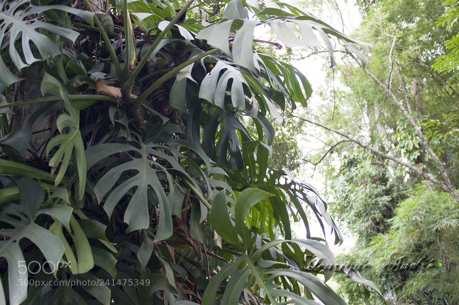 Canon EOS 600D (Rebel EOS T3i / EOS Kiss X5) sample photo. Flores photography
