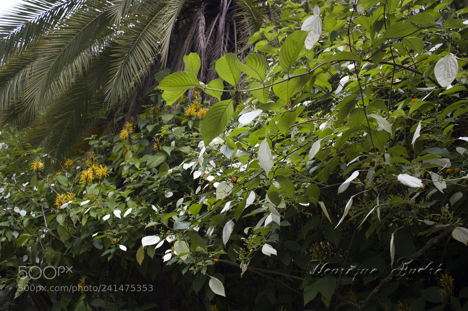 Canon EOS 600D (Rebel EOS T3i / EOS Kiss X5) sample photo. Flores photography