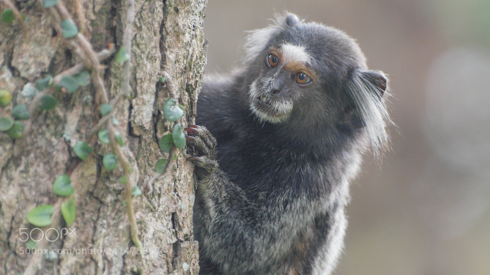 Olympus E-620 (EVOLT E-620) sample photo. Common marmoset photography