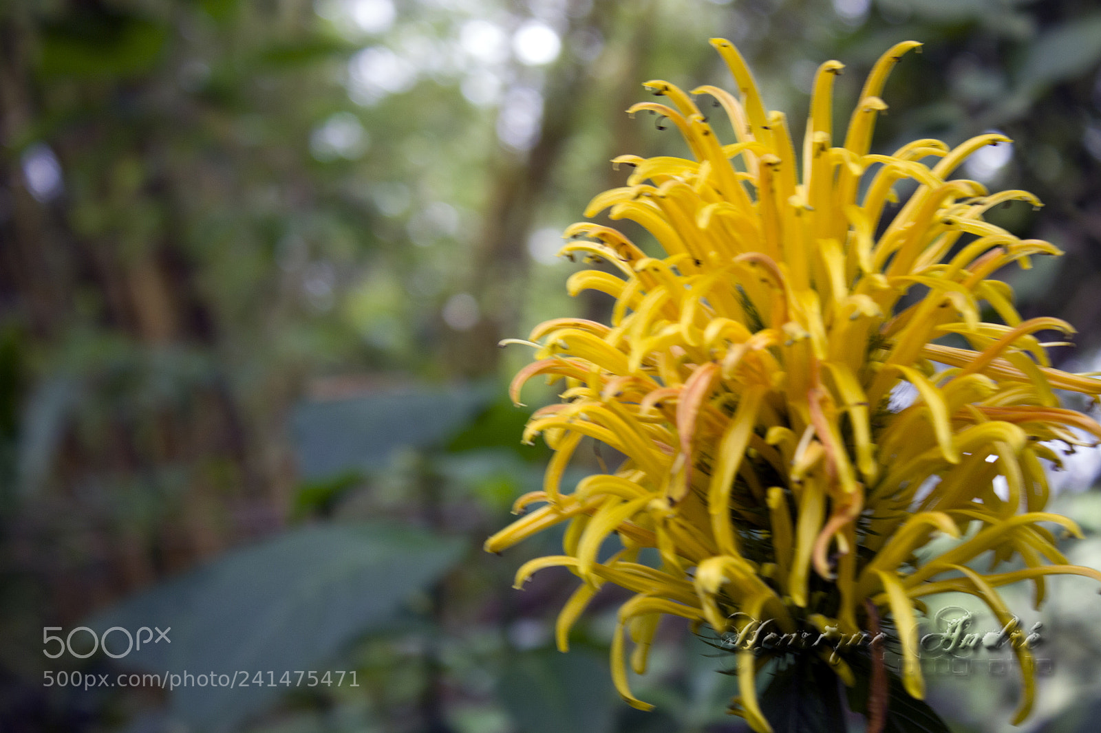 Canon EOS 600D (Rebel EOS T3i / EOS Kiss X5) sample photo. Flores photography