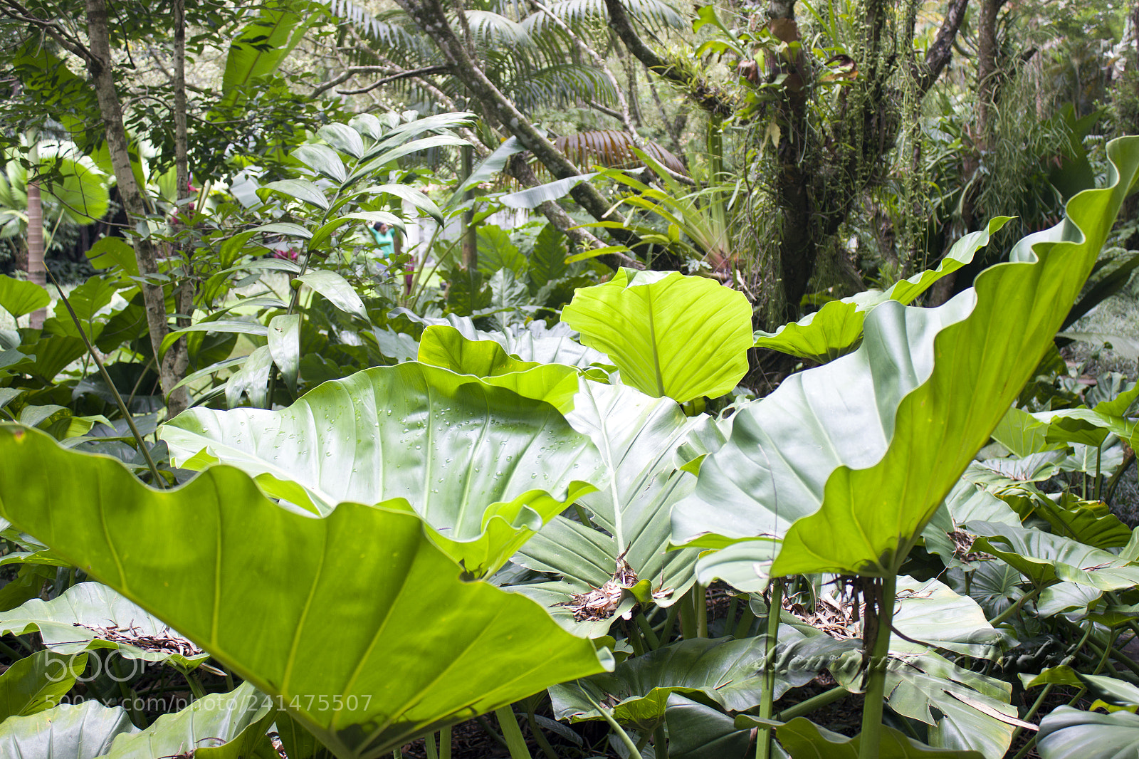 Canon EOS 600D (Rebel EOS T3i / EOS Kiss X5) sample photo. Flores photography