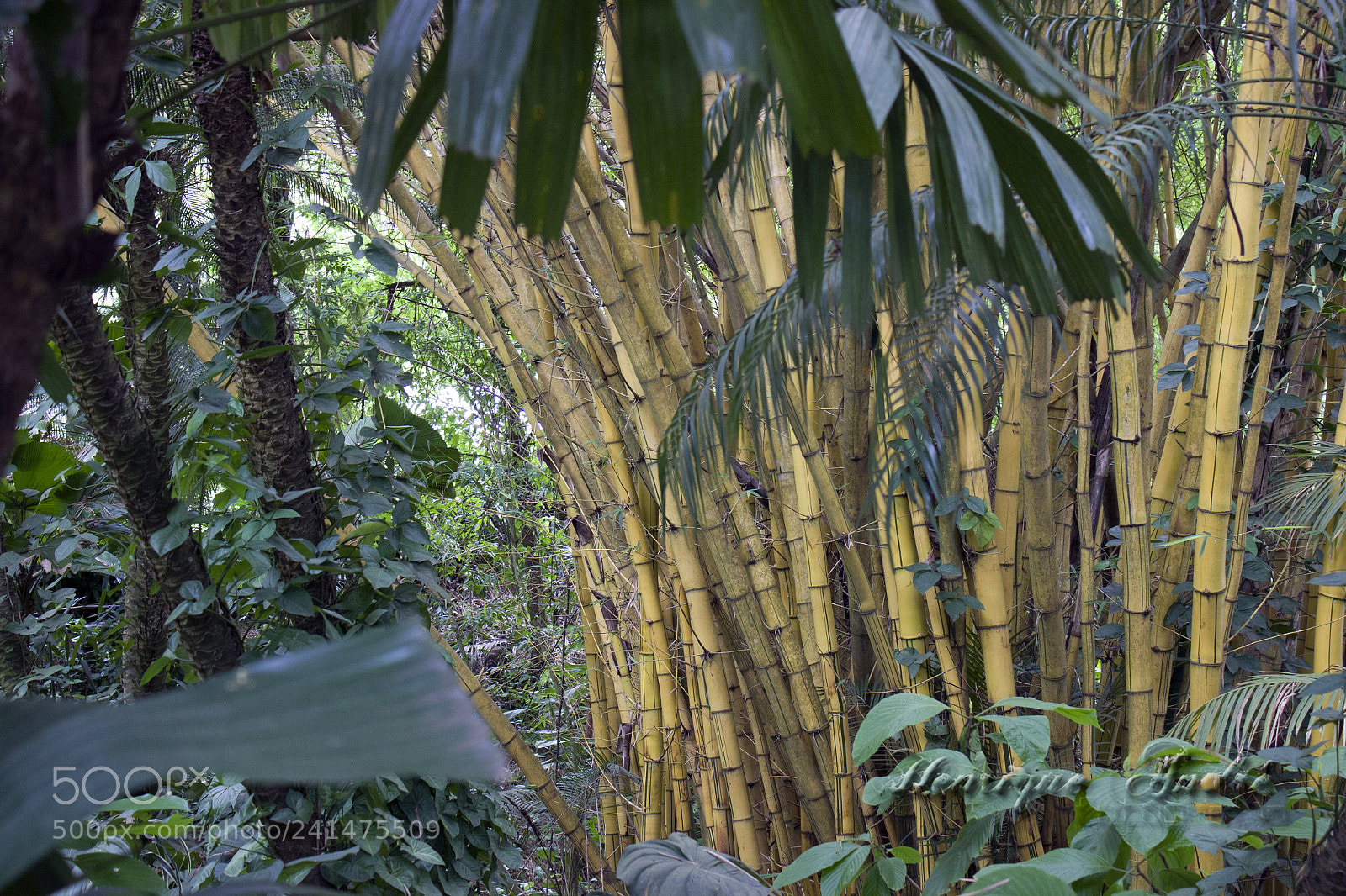 Canon EOS 600D (Rebel EOS T3i / EOS Kiss X5) sample photo. Flores photography