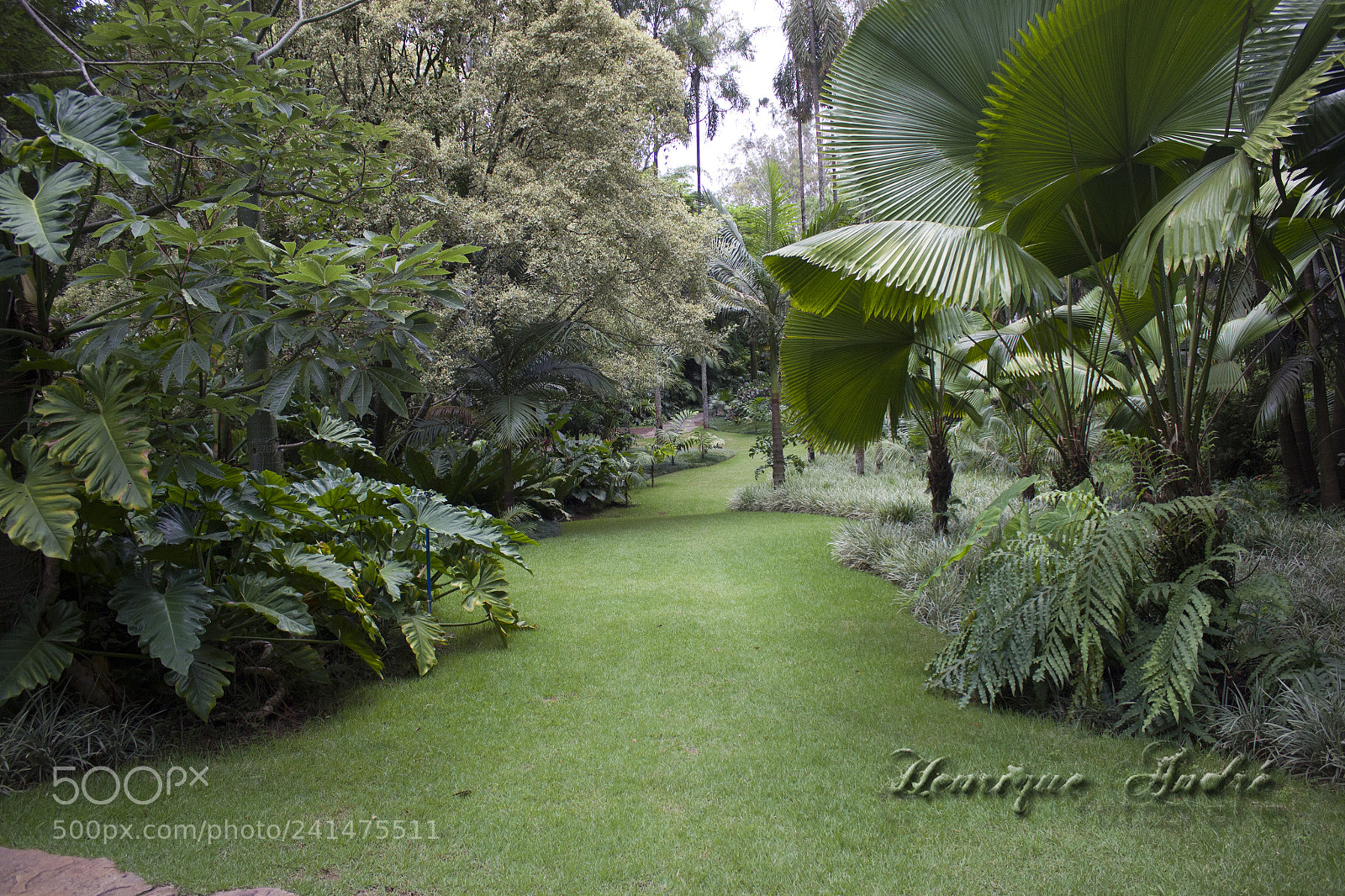 Canon EOS 600D (Rebel EOS T3i / EOS Kiss X5) sample photo. Flores photography