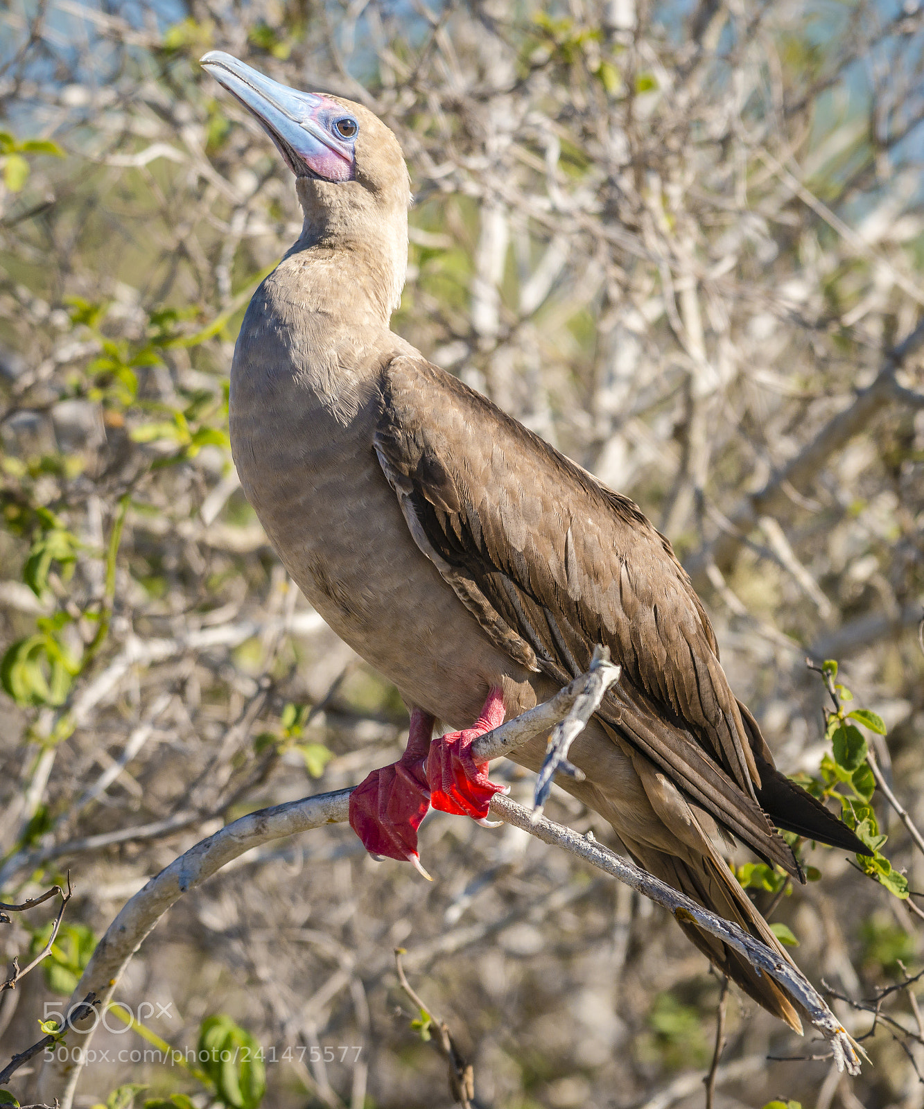 Nikon D800 sample photo. Red footed booby photography