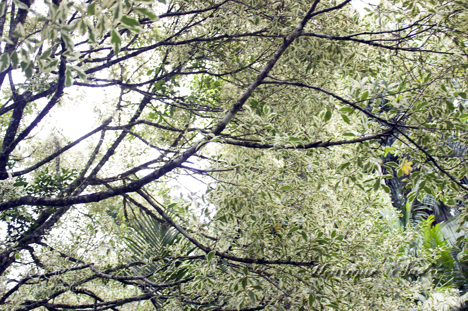 Canon EOS 600D (Rebel EOS T3i / EOS Kiss X5) sample photo. Flores photography
