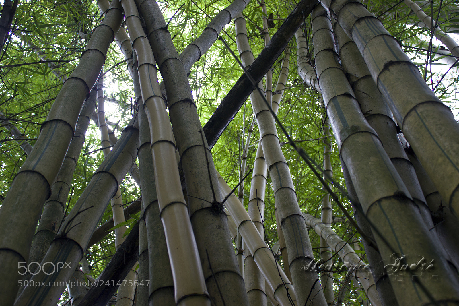 Canon EOS 600D (Rebel EOS T3i / EOS Kiss X5) sample photo. Flores photography
