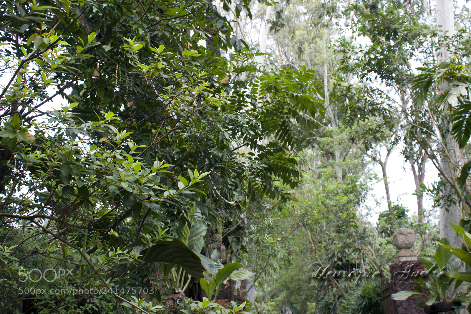 Canon EOS 600D (Rebel EOS T3i / EOS Kiss X5) sample photo. Flores photography
