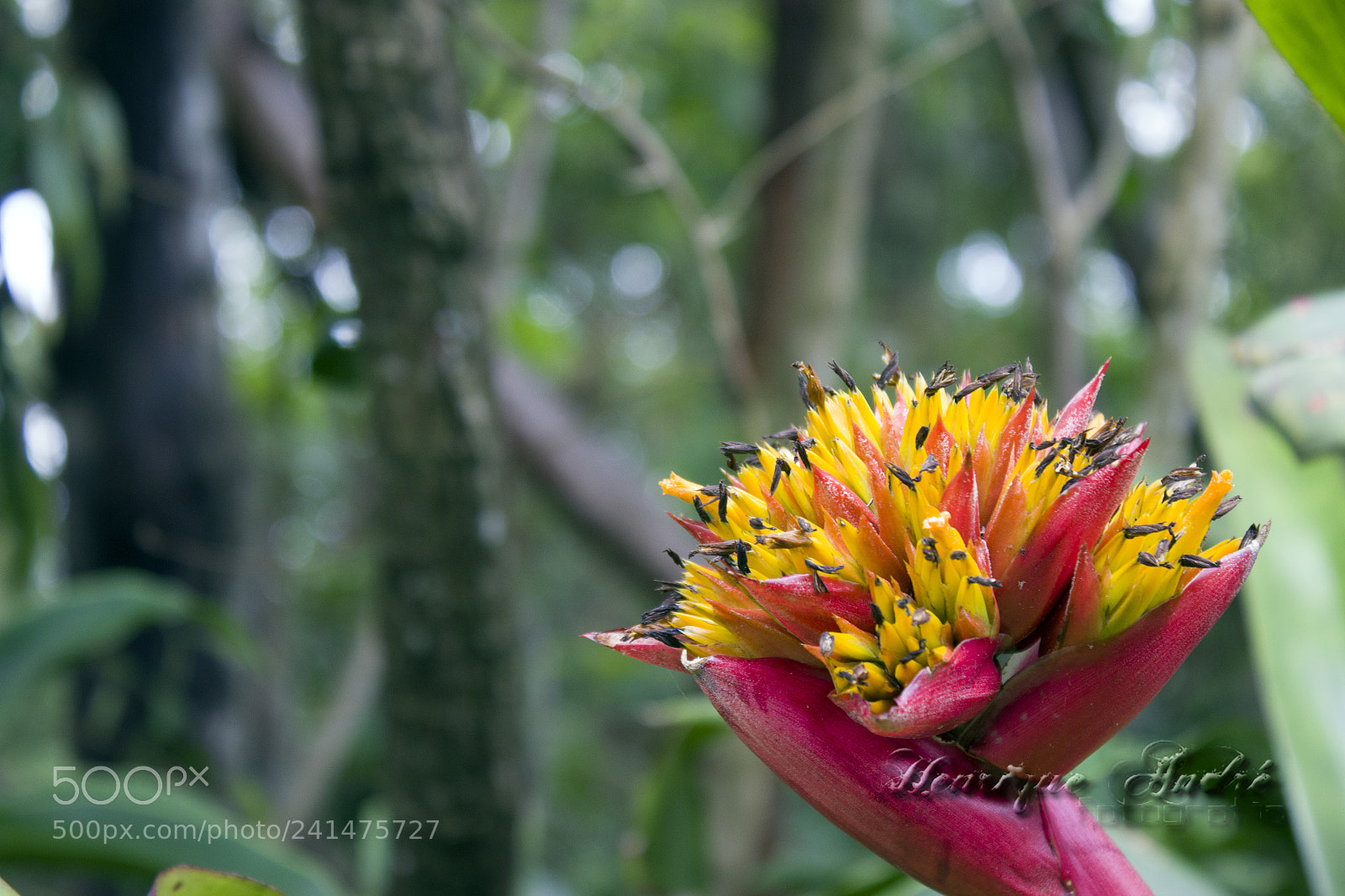 Canon EOS 600D (Rebel EOS T3i / EOS Kiss X5) sample photo. Flores photography