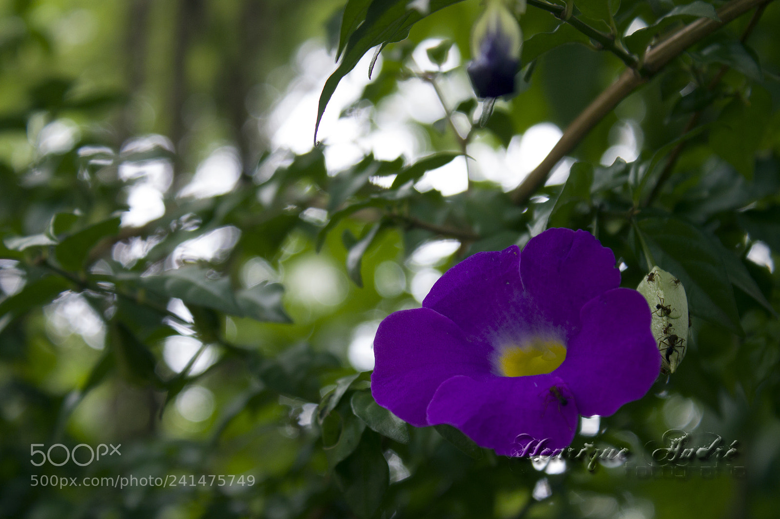 Canon EOS 600D (Rebel EOS T3i / EOS Kiss X5) sample photo. Flores photography