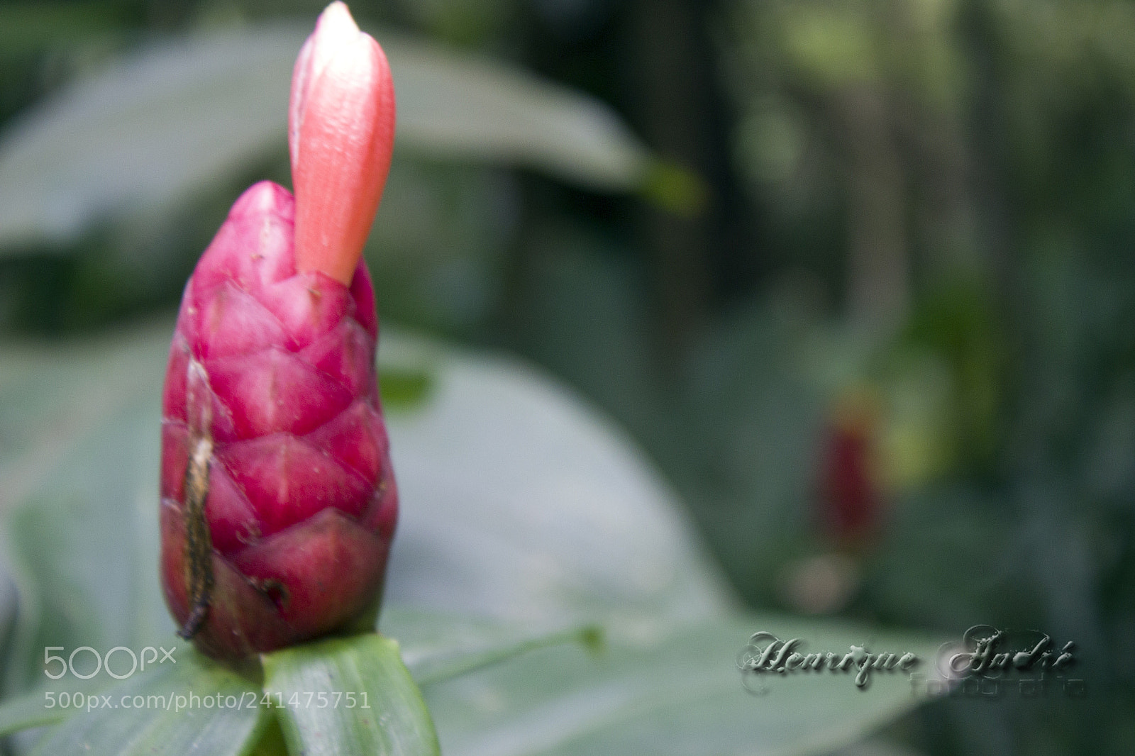 Canon EOS 600D (Rebel EOS T3i / EOS Kiss X5) sample photo. Flores photography