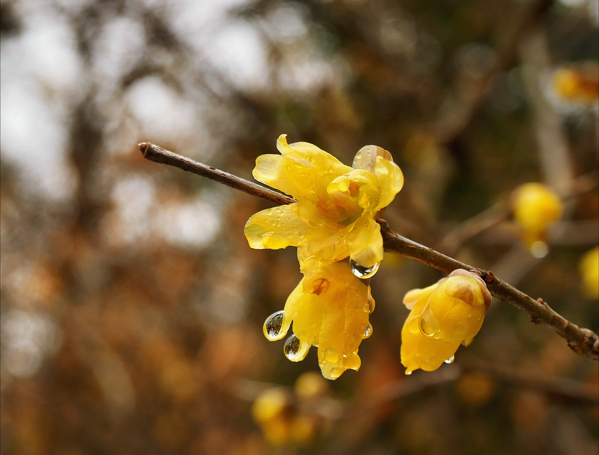 Panasonic Lumix DC-GX850 (Lumix DC-GX800 / Lumix DC-GF9) sample photo. Wintersweet flower photography