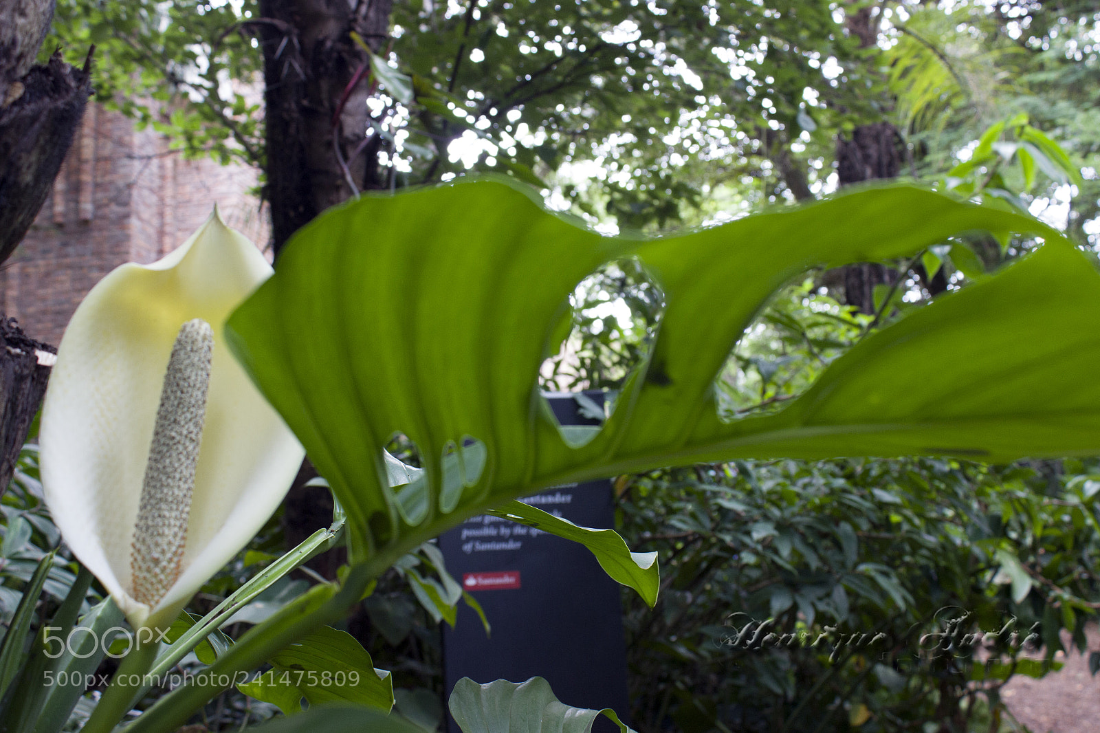 Canon EOS 600D (Rebel EOS T3i / EOS Kiss X5) sample photo. Flores photography
