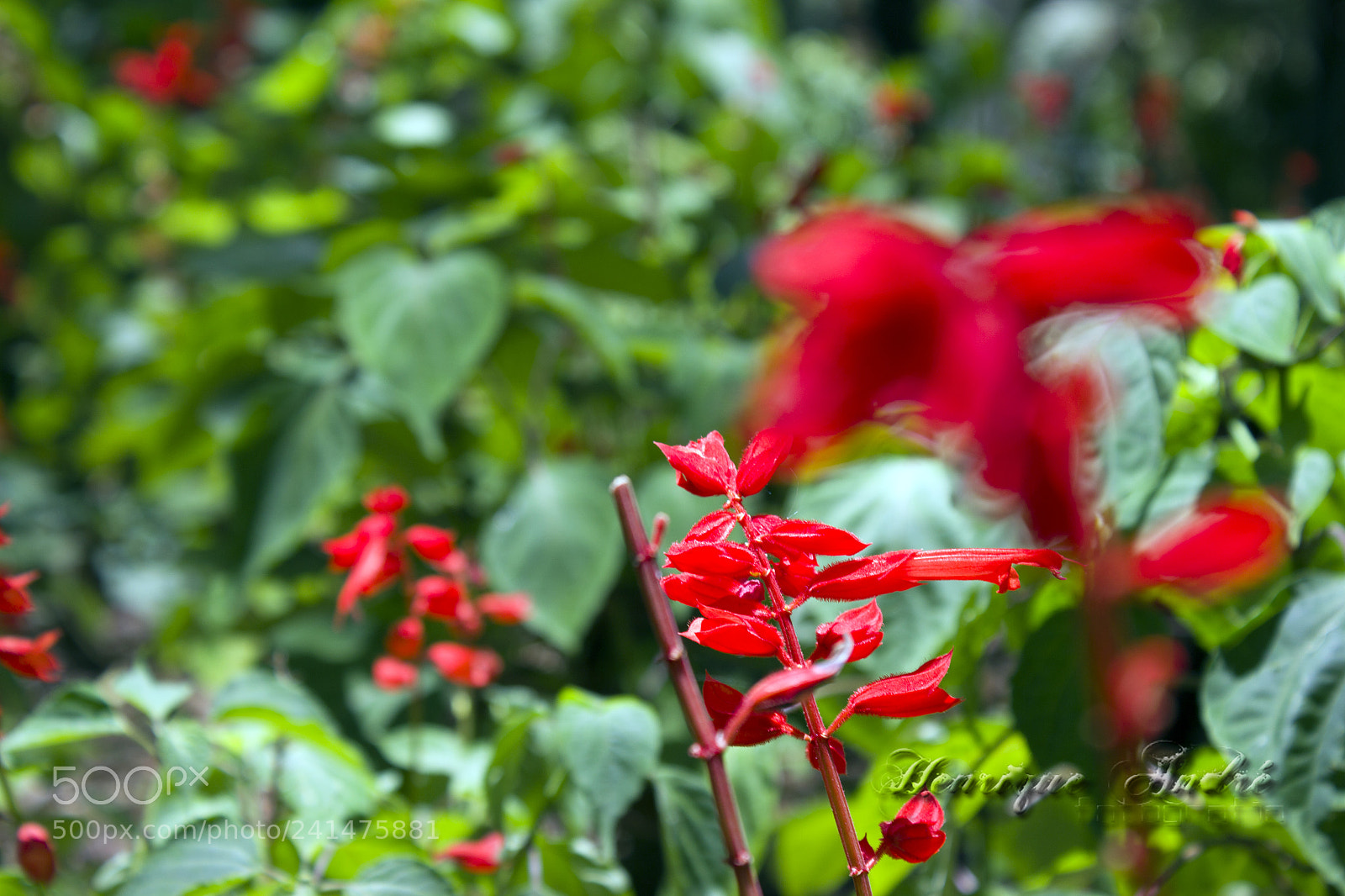 Canon EOS 600D (Rebel EOS T3i / EOS Kiss X5) sample photo. Flores photography