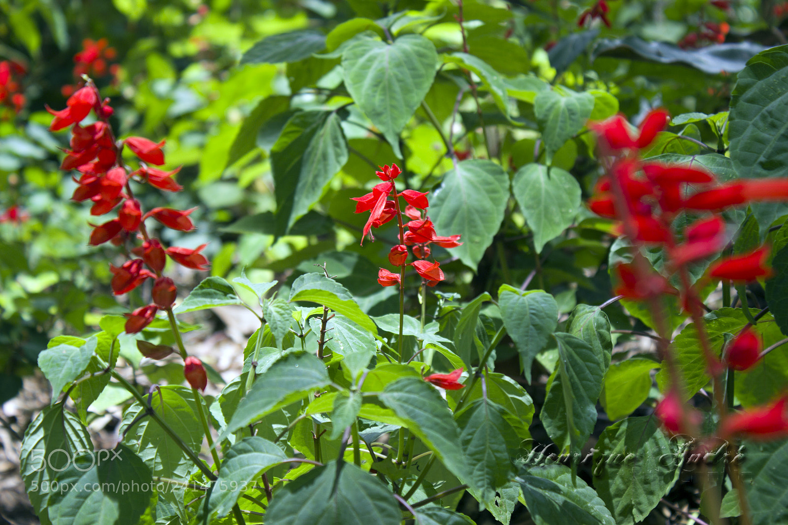 Canon EOS 600D (Rebel EOS T3i / EOS Kiss X5) sample photo. Flores photography