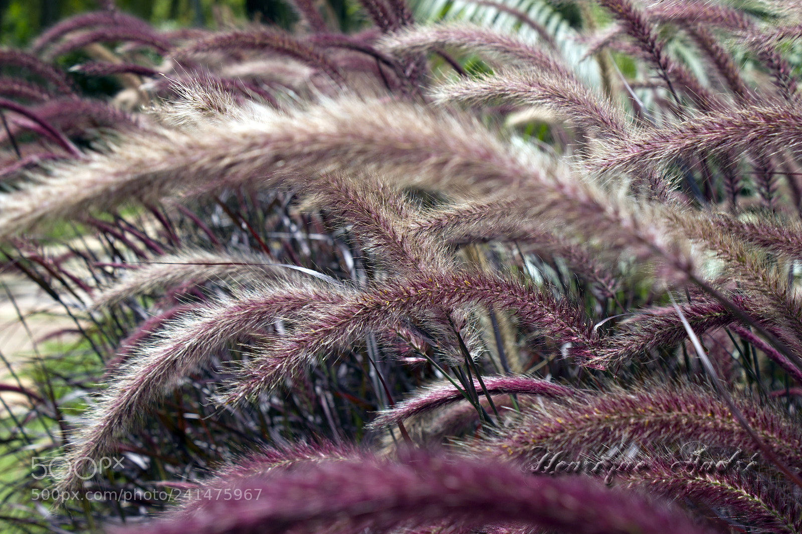 Canon EOS 600D (Rebel EOS T3i / EOS Kiss X5) sample photo. Flores photography