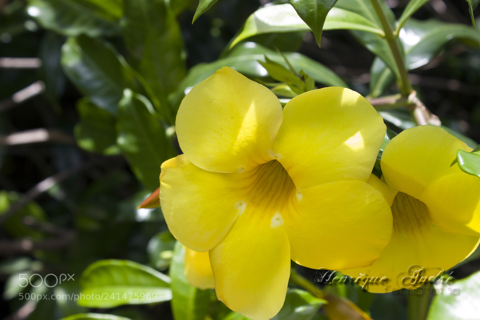 Canon EOS 600D (Rebel EOS T3i / EOS Kiss X5) sample photo. Flores photography