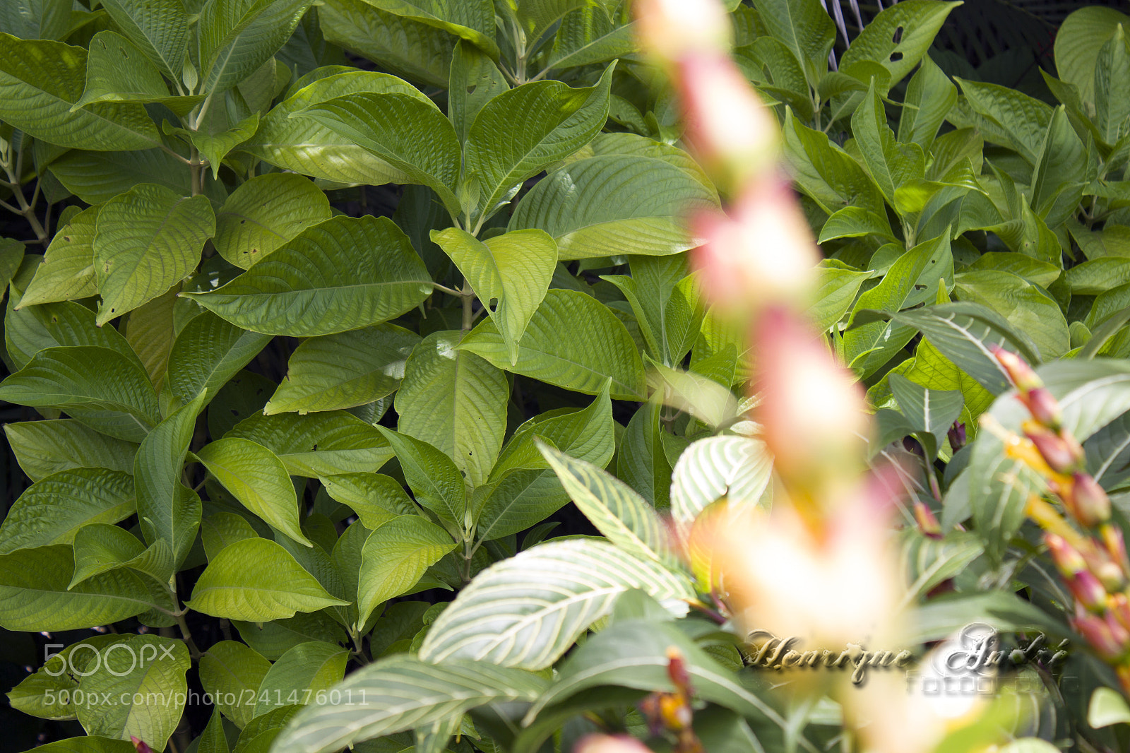 Canon EOS 600D (Rebel EOS T3i / EOS Kiss X5) sample photo. Flores photography