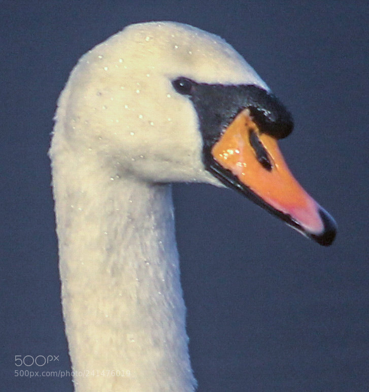 Canon EOS 1100D (EOS Rebel T3 / EOS Kiss X50) sample photo. Swan. auchinstarry photography