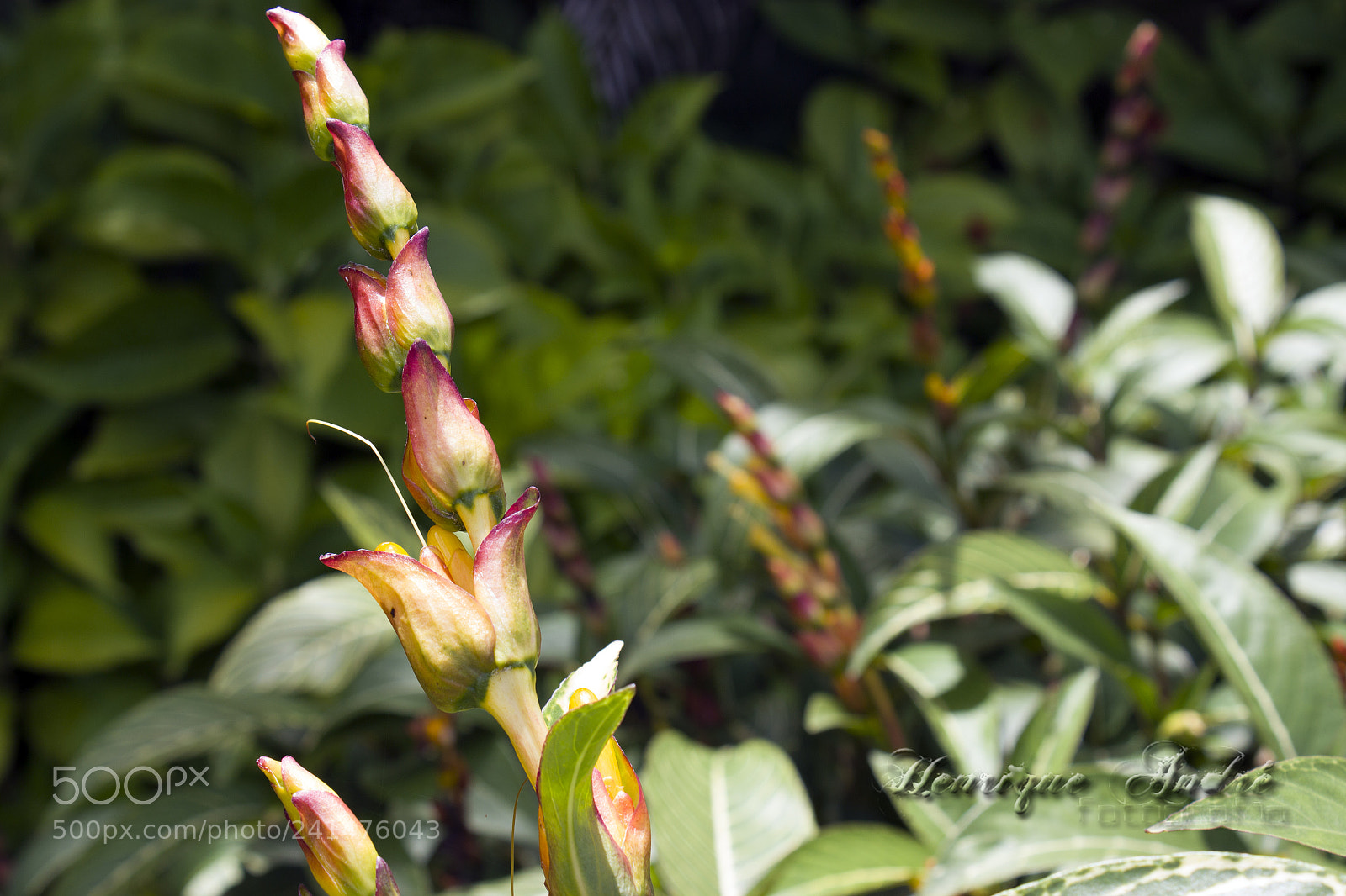 Canon EOS 600D (Rebel EOS T3i / EOS Kiss X5) sample photo. Flores photography