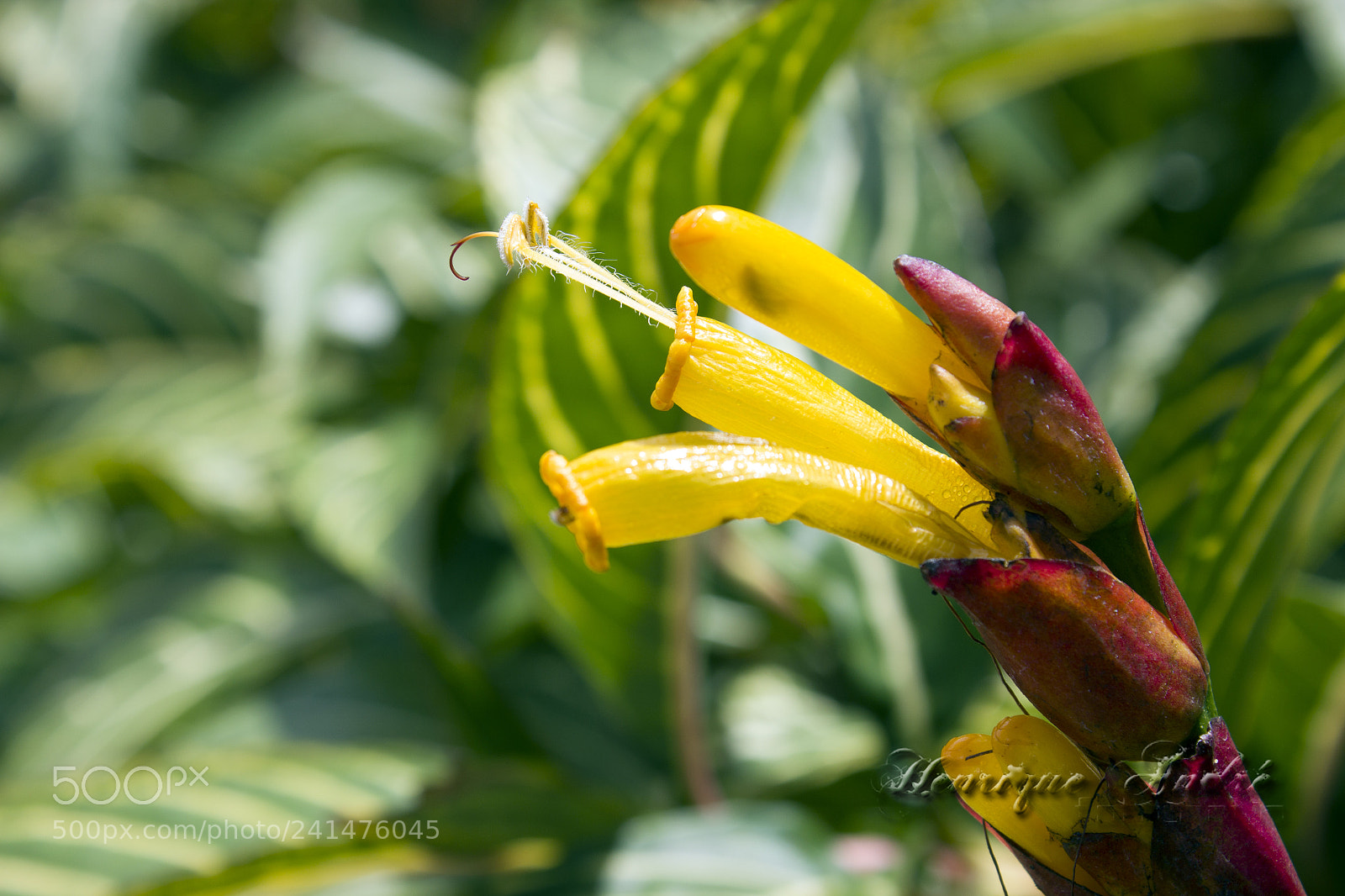 Canon EOS 600D (Rebel EOS T3i / EOS Kiss X5) sample photo. Flores photography