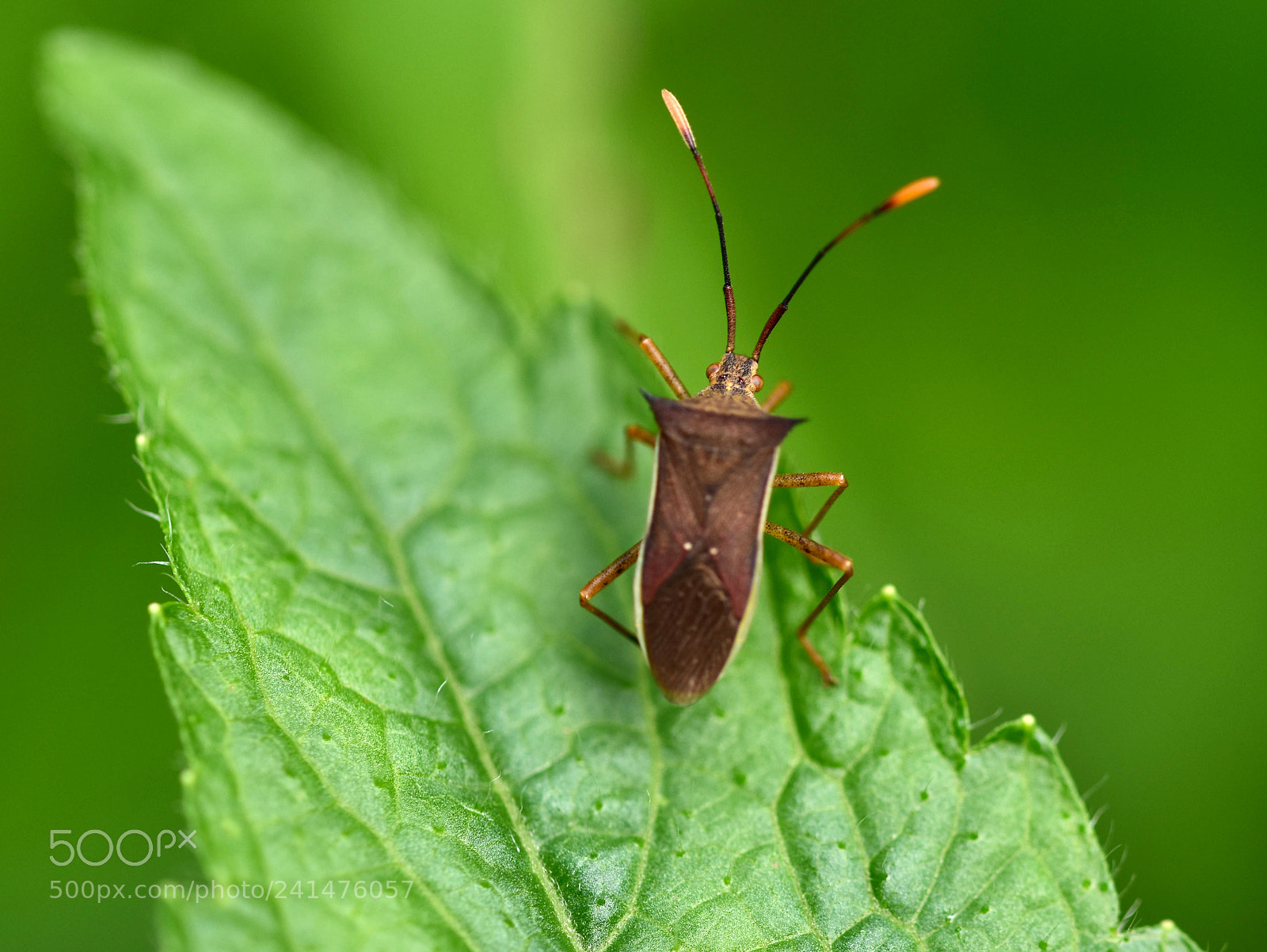 Nikon D7200 sample photo. Fly photography
