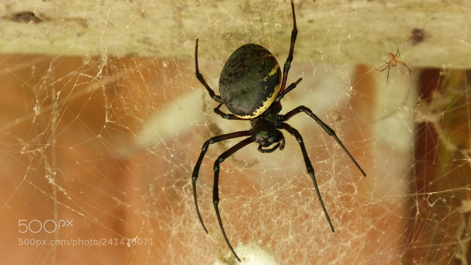 Panasonic Lumix DMC-FZ40 (Lumix DMC-FZ45) sample photo. Big spider photography