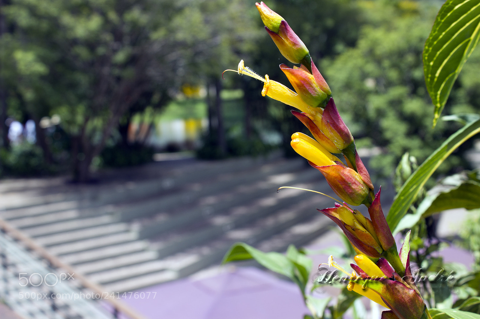 Canon EOS 600D (Rebel EOS T3i / EOS Kiss X5) sample photo. Flores photography