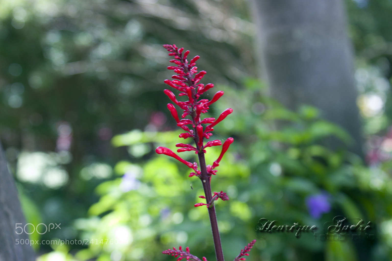 Canon EOS 600D (Rebel EOS T3i / EOS Kiss X5) sample photo. Flores photography