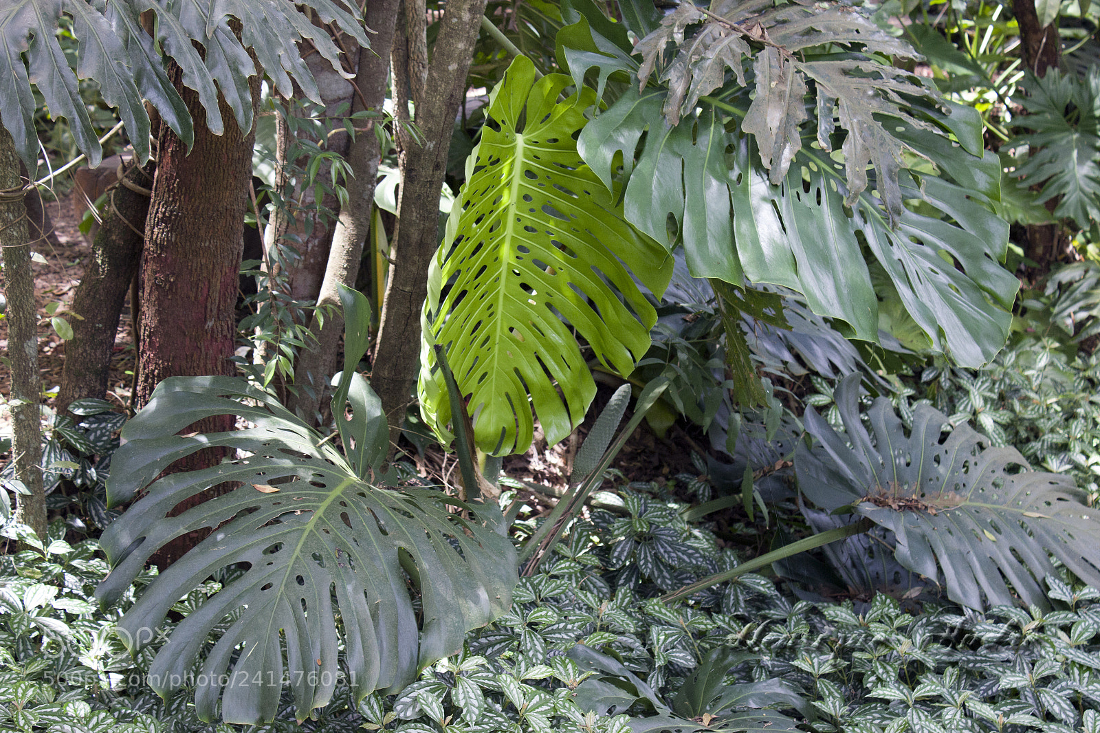 Canon EOS 600D (Rebel EOS T3i / EOS Kiss X5) sample photo. Flores photography