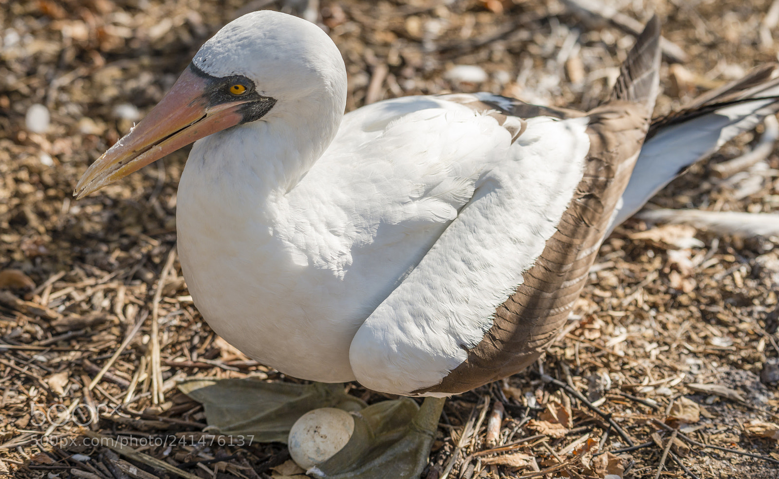 Nikon D800 sample photo. Nazca booby photography