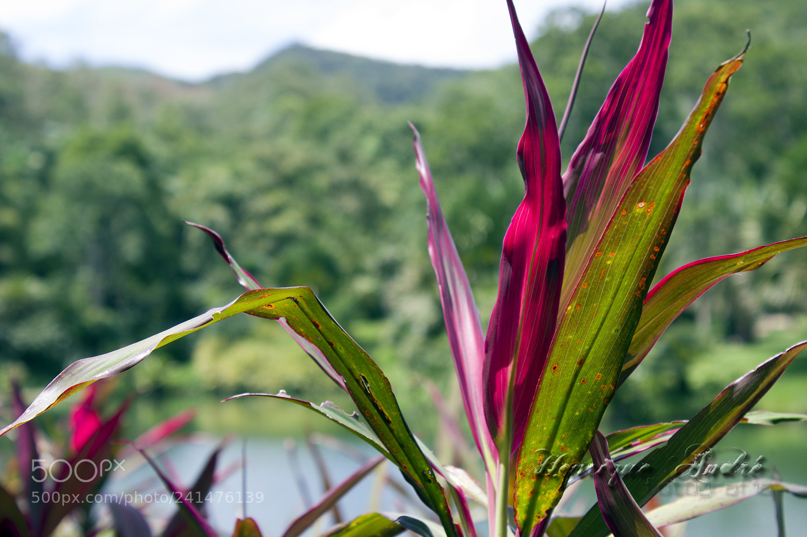 Canon EOS 600D (Rebel EOS T3i / EOS Kiss X5) sample photo. Flores photography
