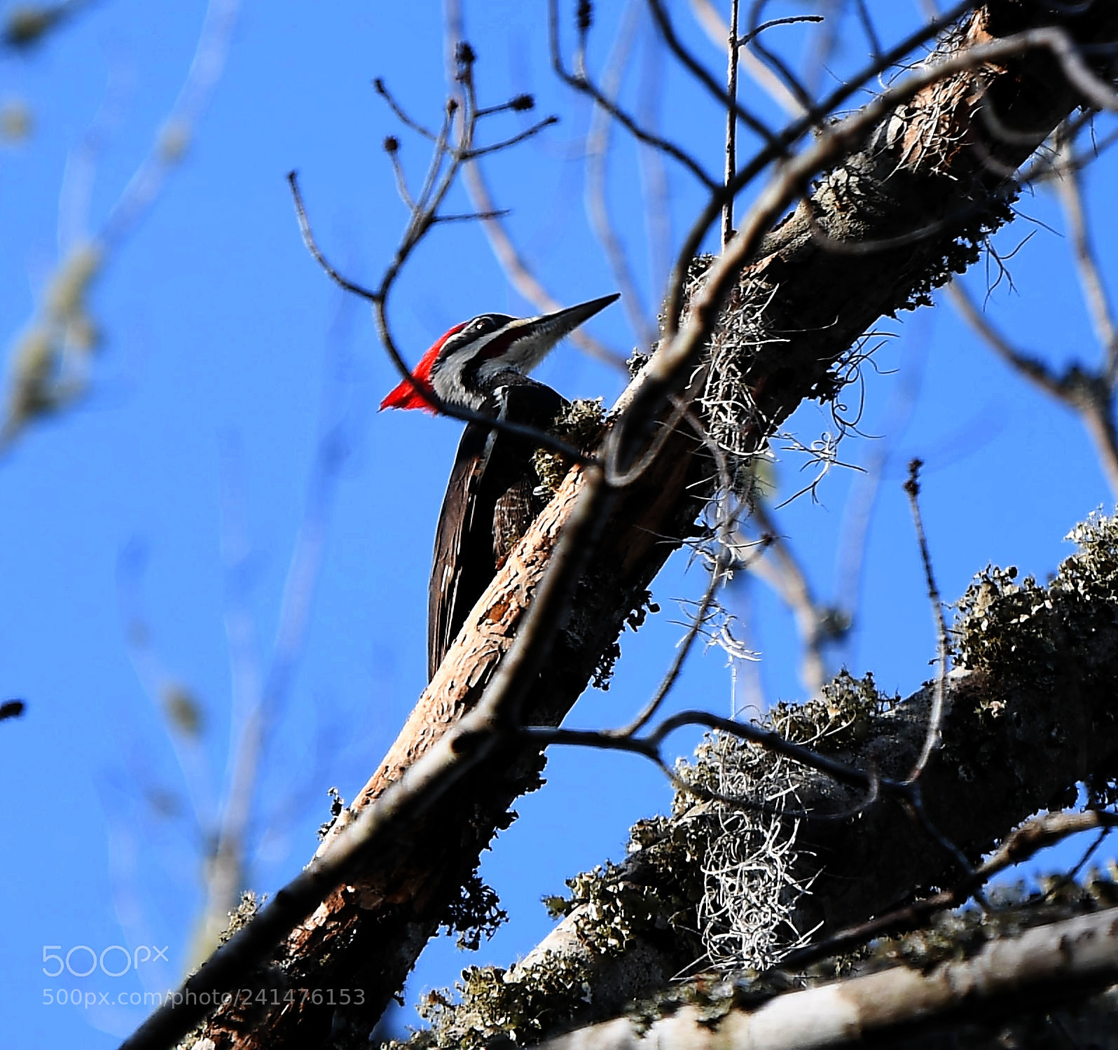 Nikon D850 sample photo. Woody woodbanger photography
