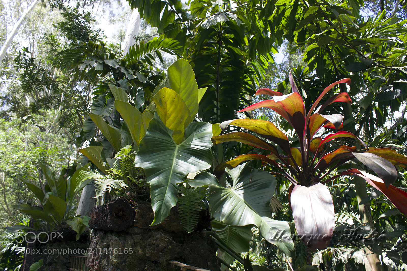 Canon EOS 600D (Rebel EOS T3i / EOS Kiss X5) sample photo. Flores photography