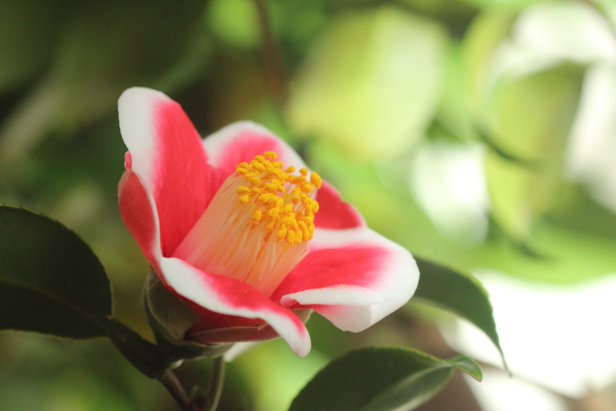 Canon EF 100mm F2.8 Macro USM sample photo. Japan camellis photography