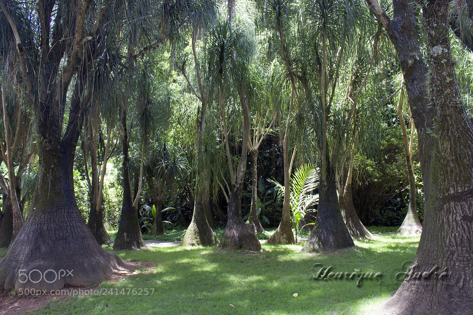 Canon EOS 600D (Rebel EOS T3i / EOS Kiss X5) sample photo. Flores photography