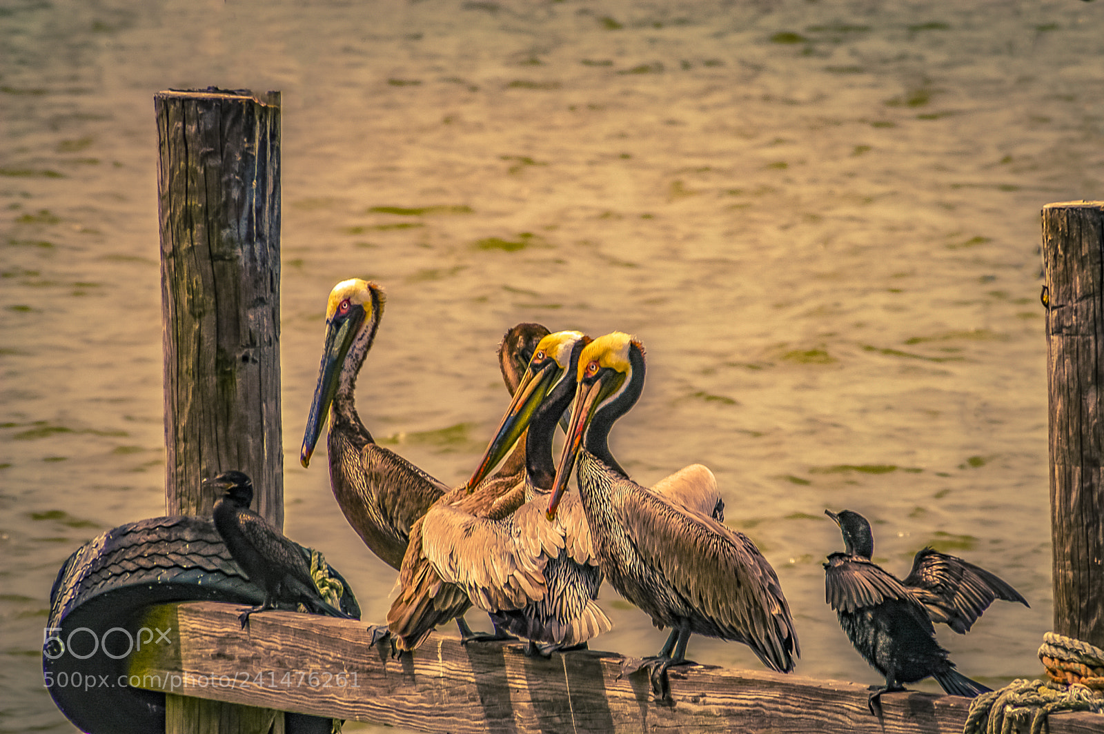 Nikon D100 sample photo. Colony meeting photography