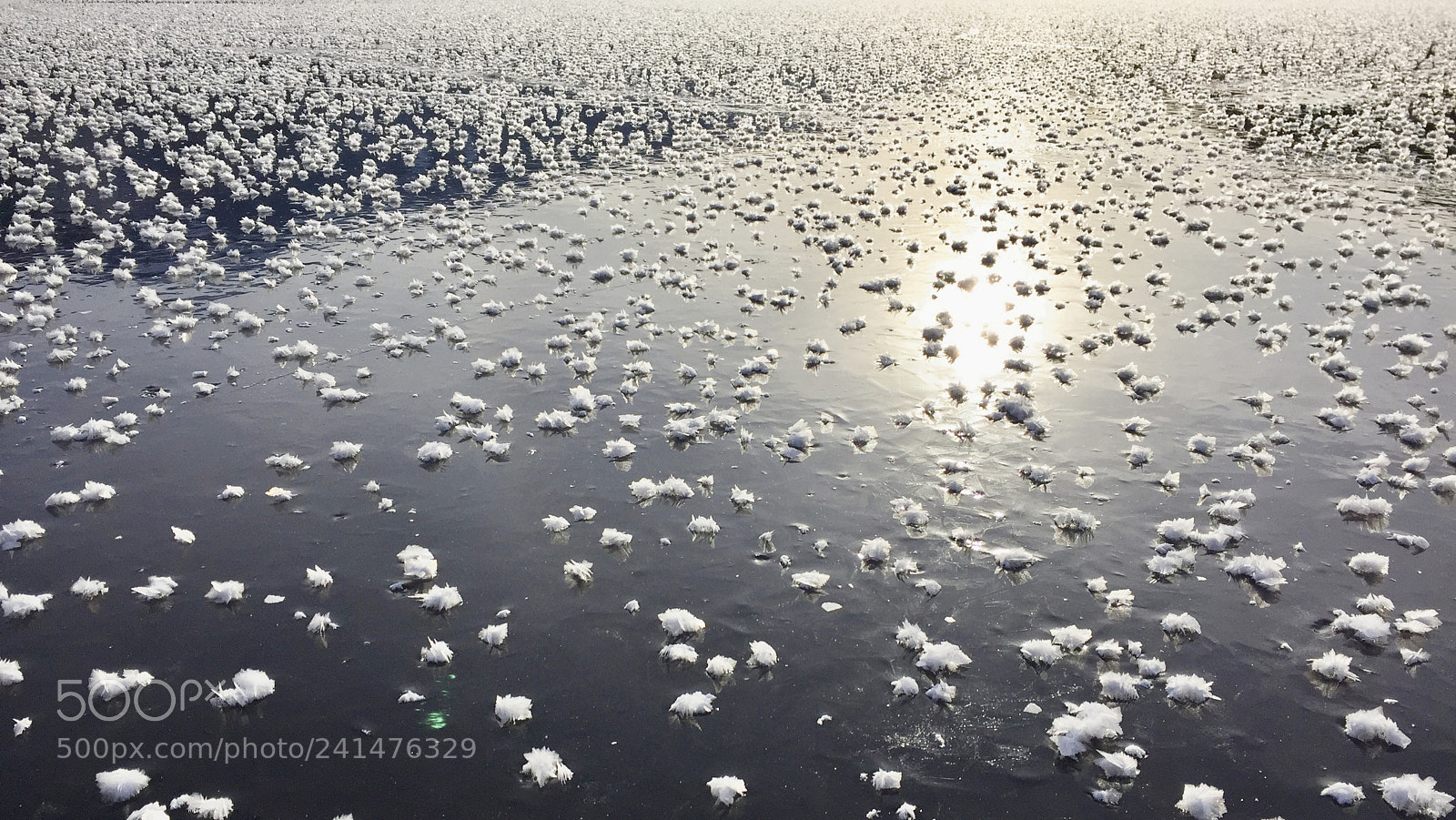 Apple iPhone 6 sample photo. White frost photography