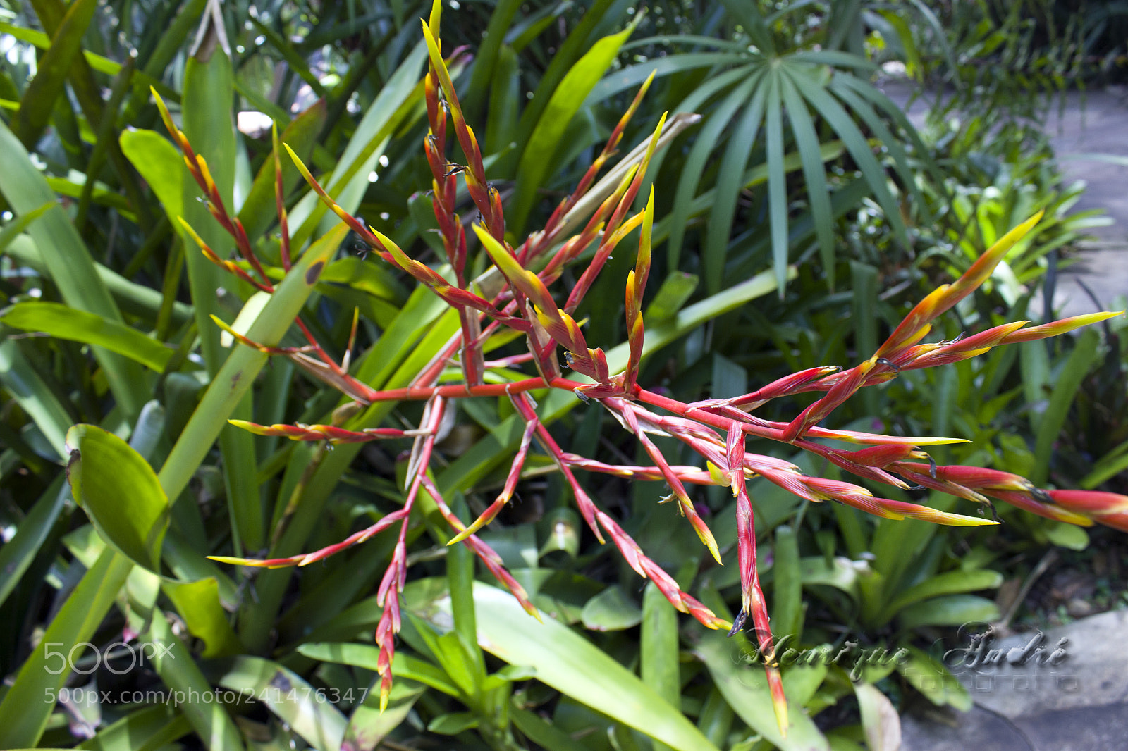 Canon EOS 600D (Rebel EOS T3i / EOS Kiss X5) sample photo. Flores photography