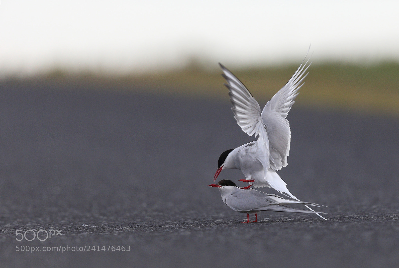 Canon EOS-1D X sample photo. On the road... photography
