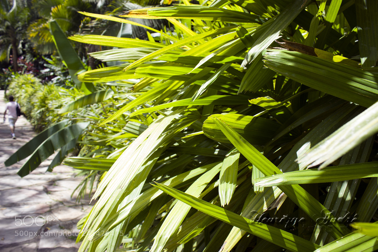 Canon EOS 600D (Rebel EOS T3i / EOS Kiss X5) sample photo. Flores photography