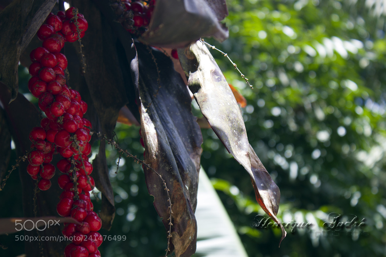Canon EOS 600D (Rebel EOS T3i / EOS Kiss X5) sample photo. Flores photography