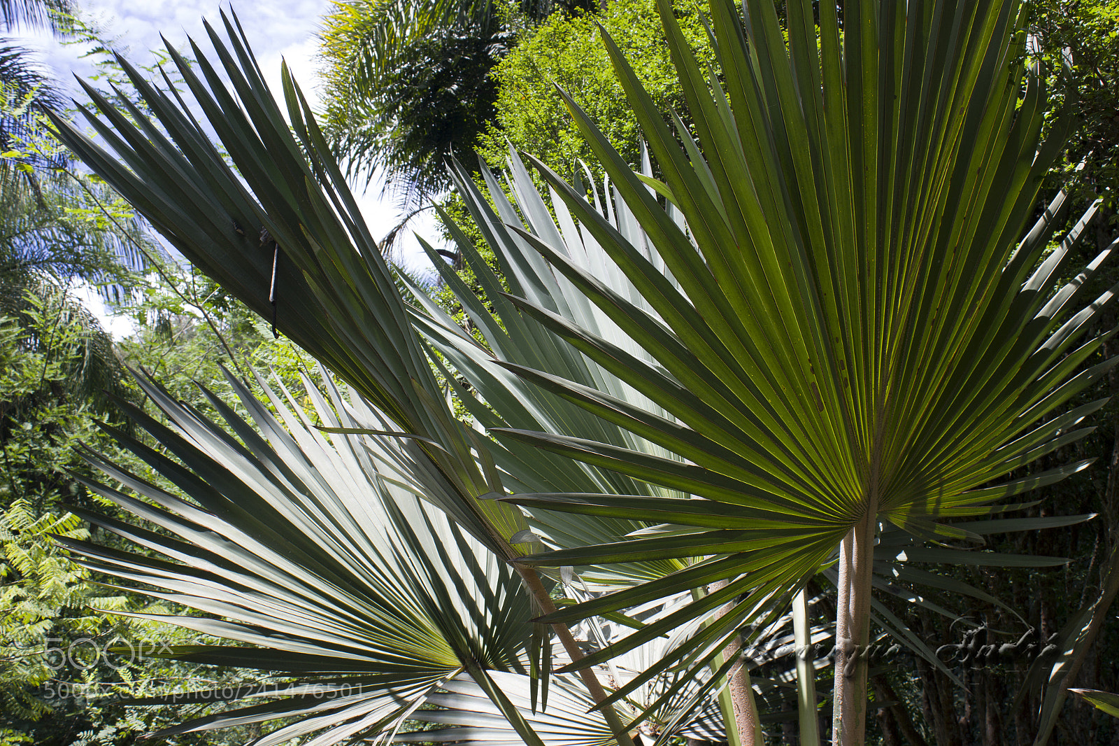 Canon EOS 600D (Rebel EOS T3i / EOS Kiss X5) sample photo. Flores photography