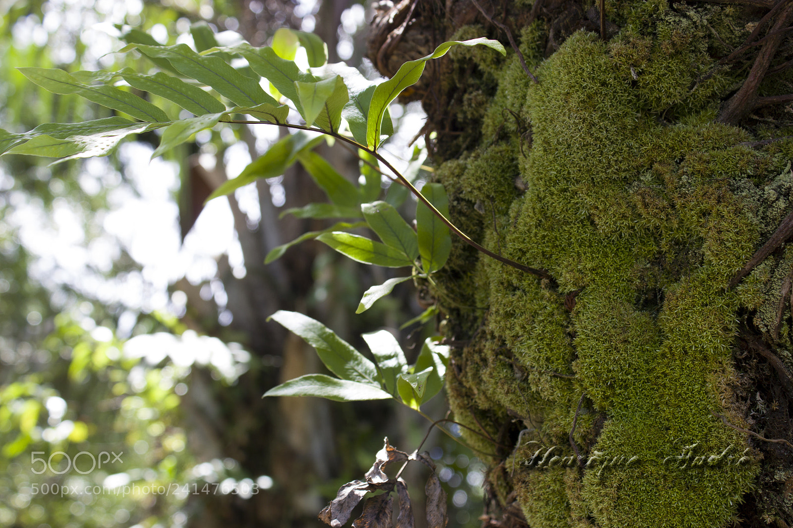Canon EOS 600D (Rebel EOS T3i / EOS Kiss X5) sample photo. Flores photography