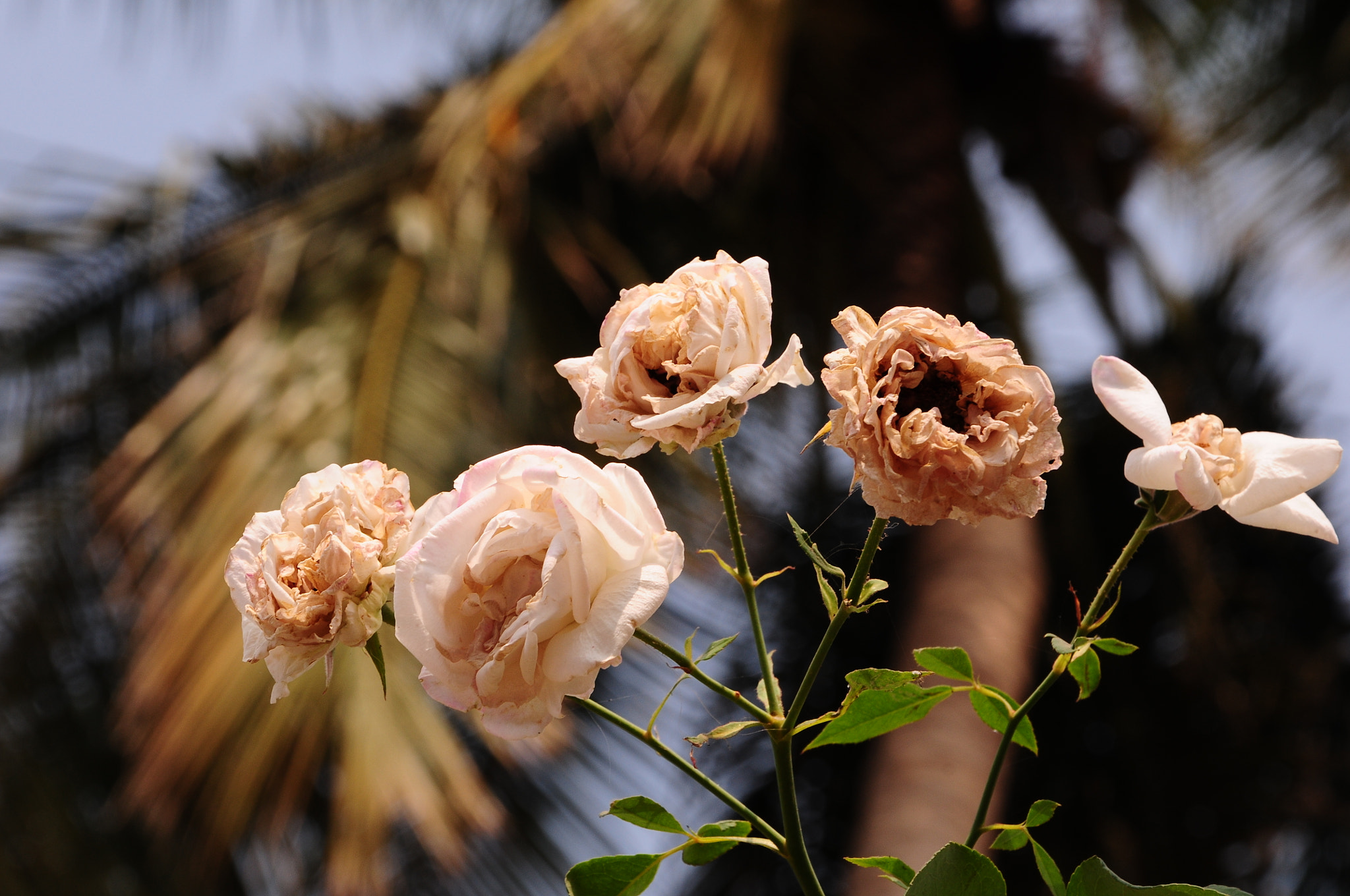Nikon D300S sample photo