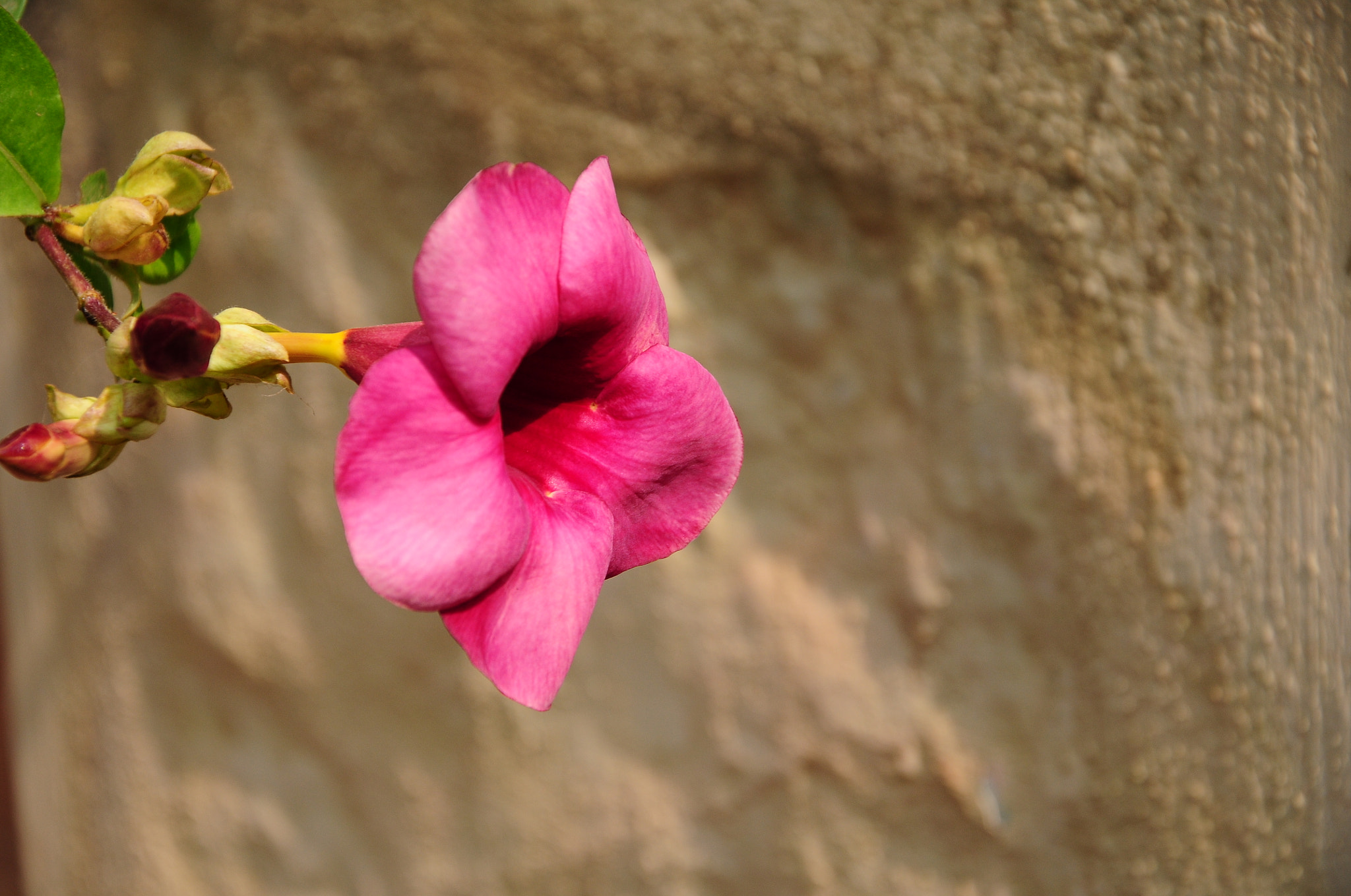 Nikon D300S sample photo