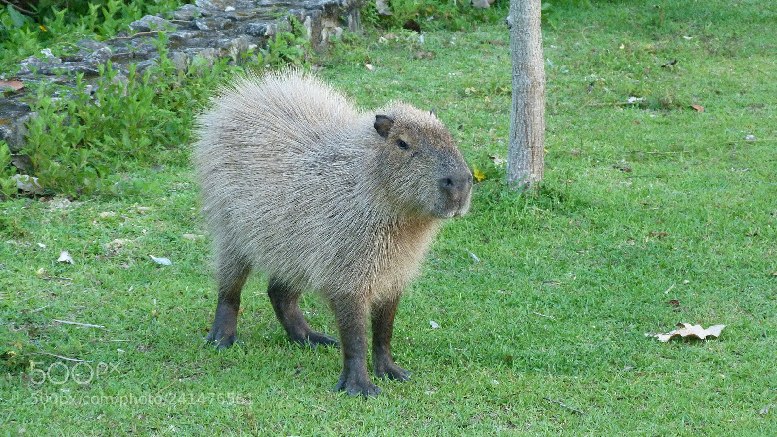 Panasonic Lumix DMC-FZ40 (Lumix DMC-FZ45) sample photo. Capivara photography