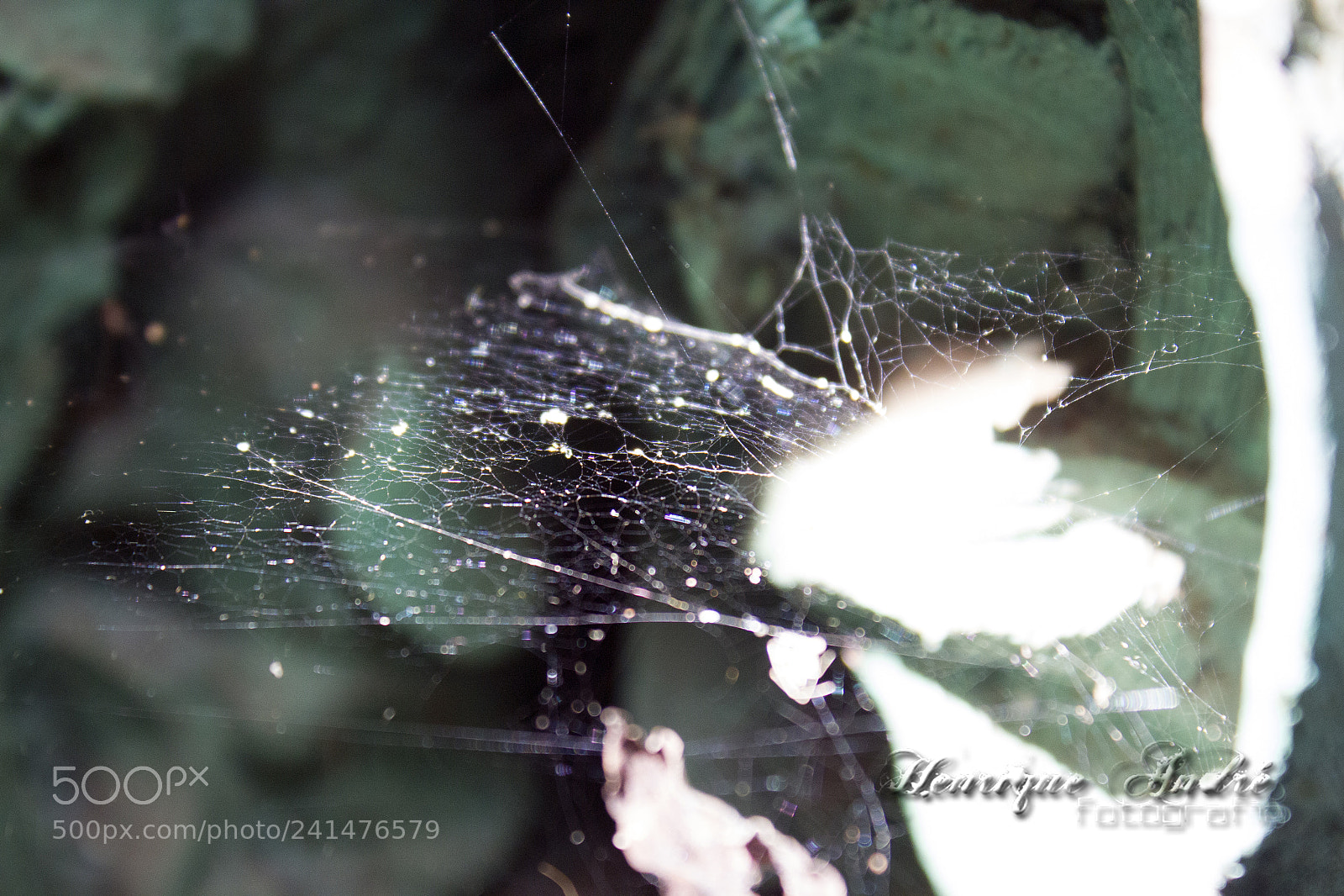 Canon EOS 600D (Rebel EOS T3i / EOS Kiss X5) sample photo. Flores photography