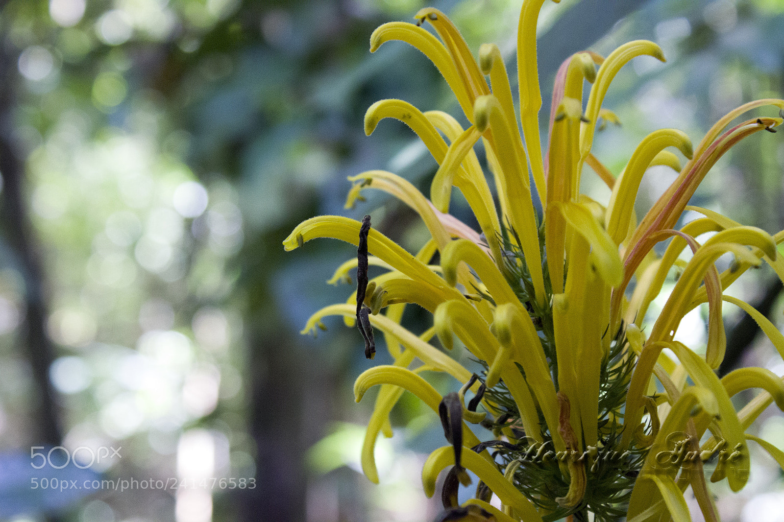 Canon EOS 600D (Rebel EOS T3i / EOS Kiss X5) sample photo. Flores photography