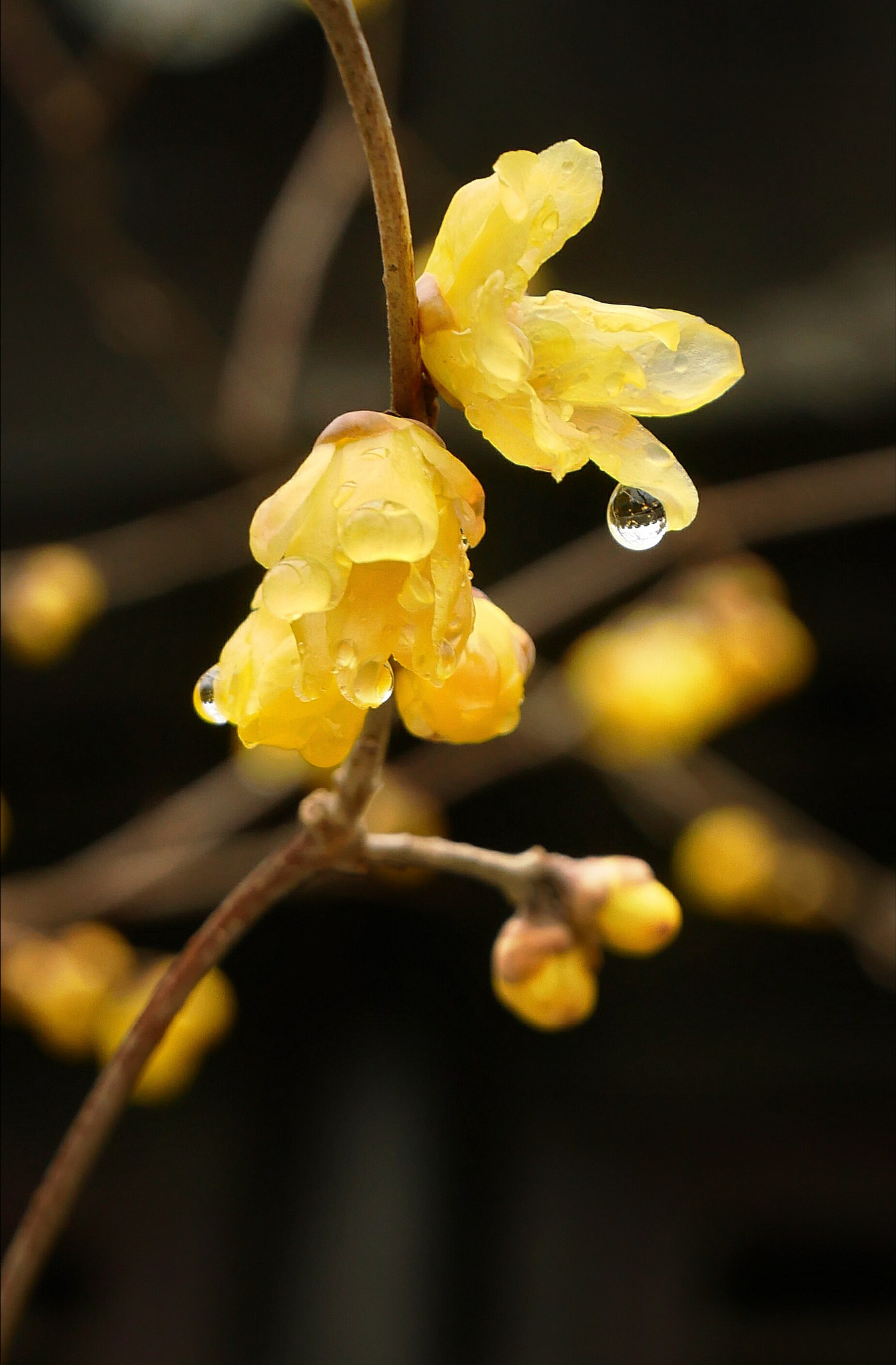 Panasonic Lumix DC-GX850 (Lumix DC-GX800 / Lumix DC-GF9) sample photo. Wintersweet flower photography